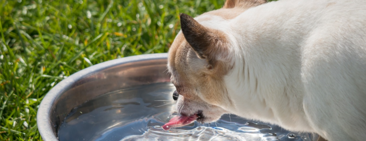 Woda dla zwierząt domowych