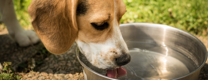 Czy zwierzętom domowym można podawać nieuzdatnioną wodę?